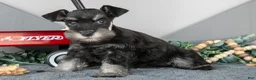 Miniature Schnauzer dogs for sale: Lexi - Ad 3