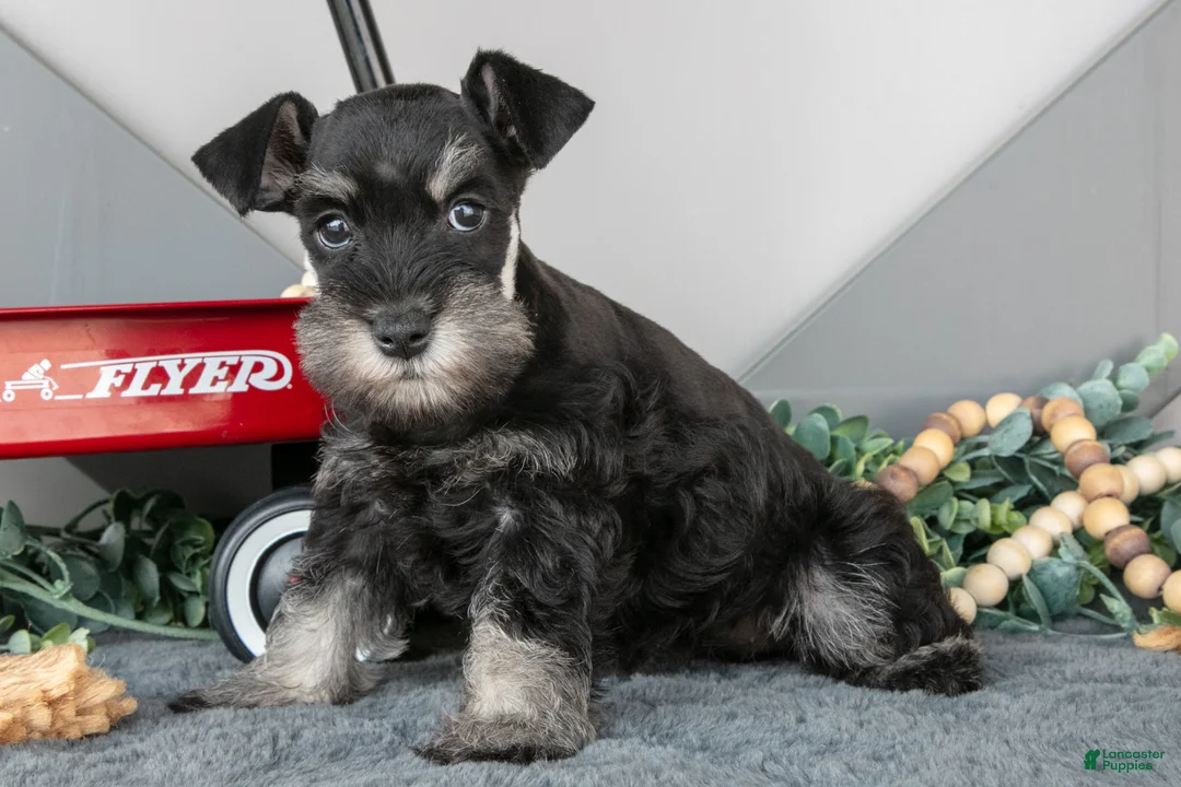 Miniature Schnauzer dogs for sale: Lexi - Ad 3