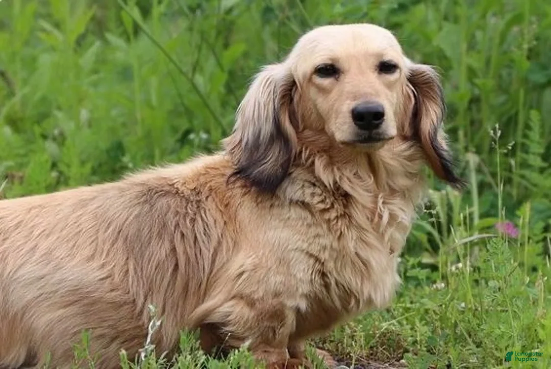 Miniature Dachshund dogs for sale: Miniature Dachshund 2 Logan - Ad 2
