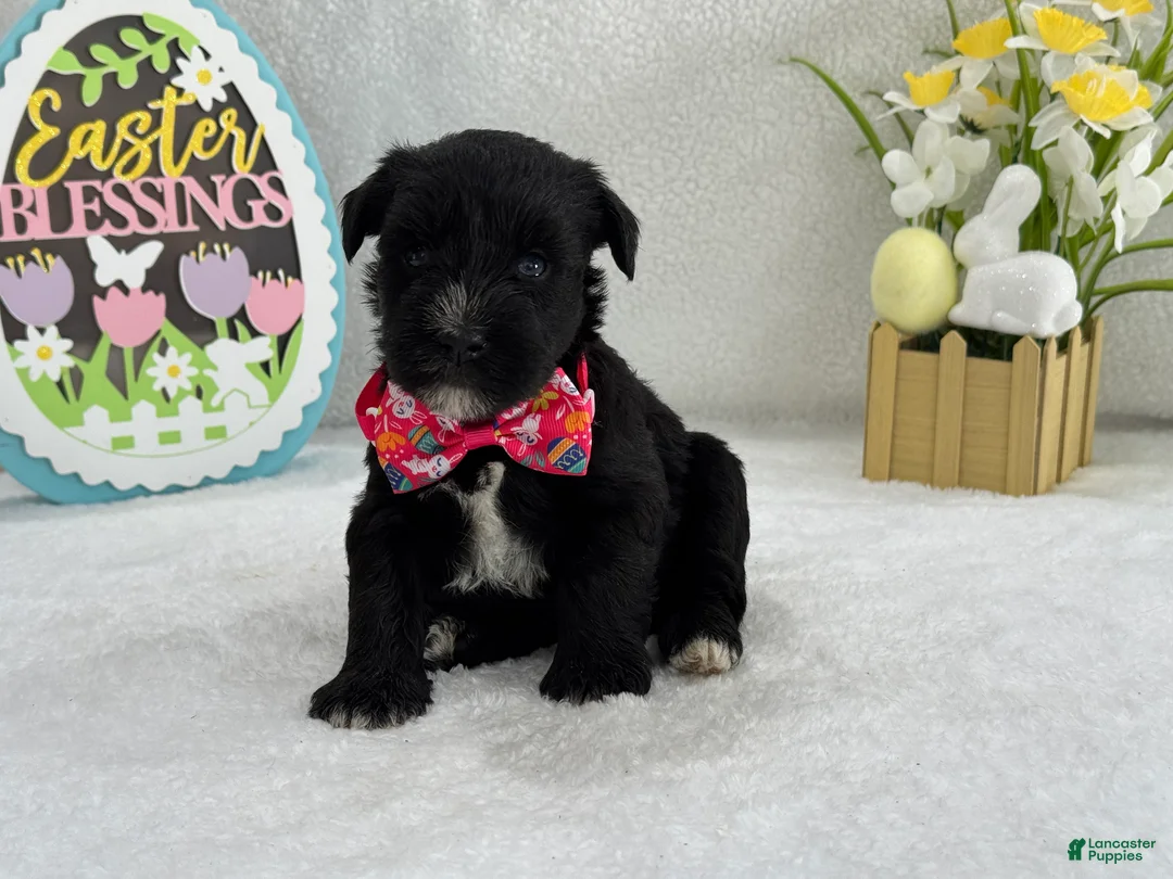 Miniature Schnauzer dogs for sale: Bleu Female 3 Blue Eyes - Ad 2