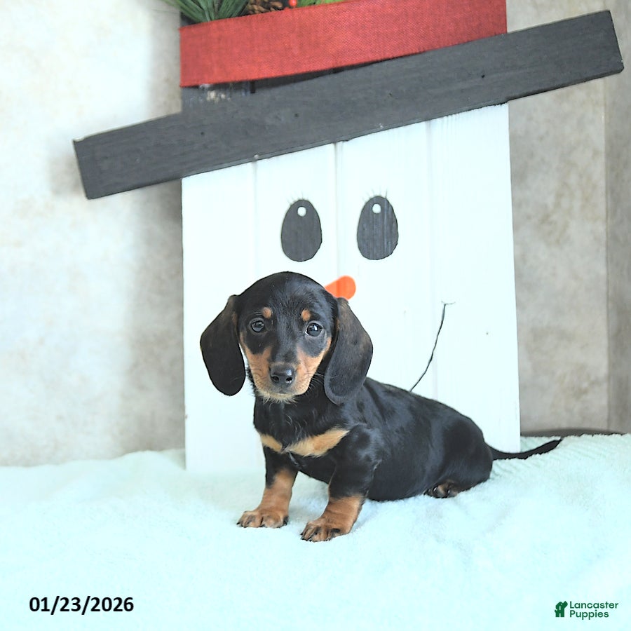 Miniature Dachshund dogs Lilly - Ad 17