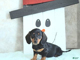 Miniature Dachshund dogs Lilly - Ad 17
