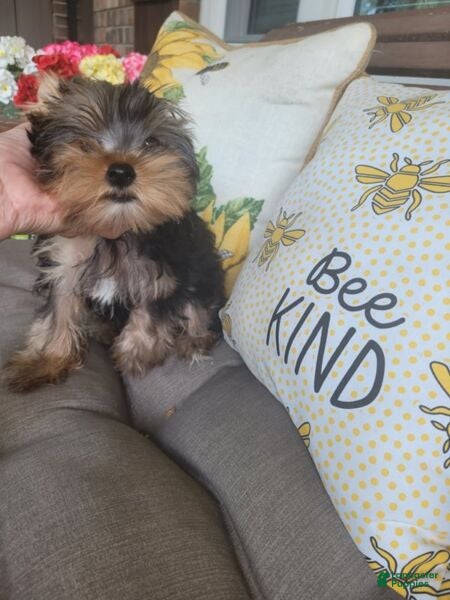 Yorkshire Terrier dogs Andy - Ad 2