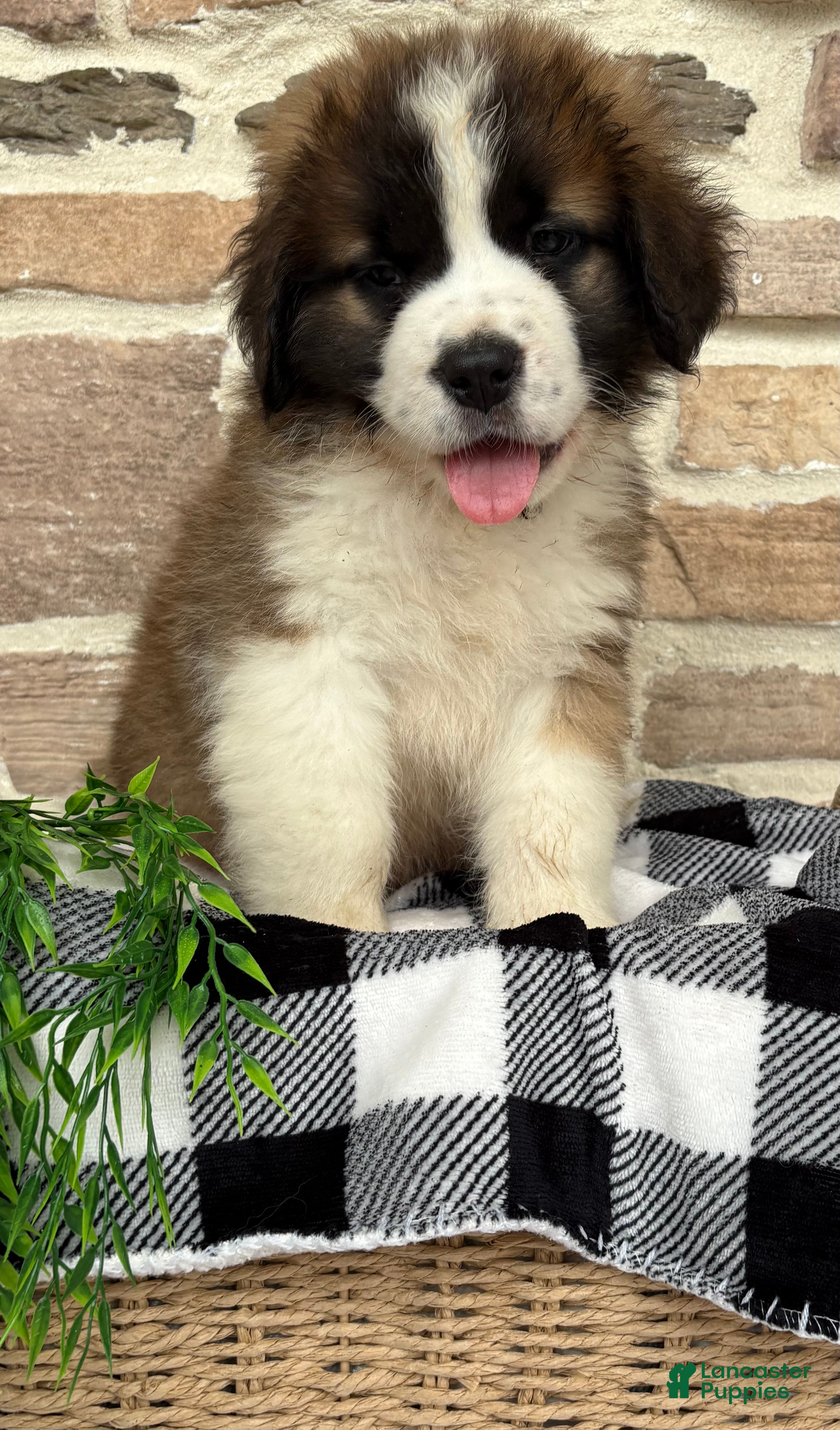 Saint Bernard dogs Chevy - Ad 2