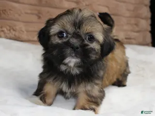 Shih Tzu dogs Bailey - Ad 10