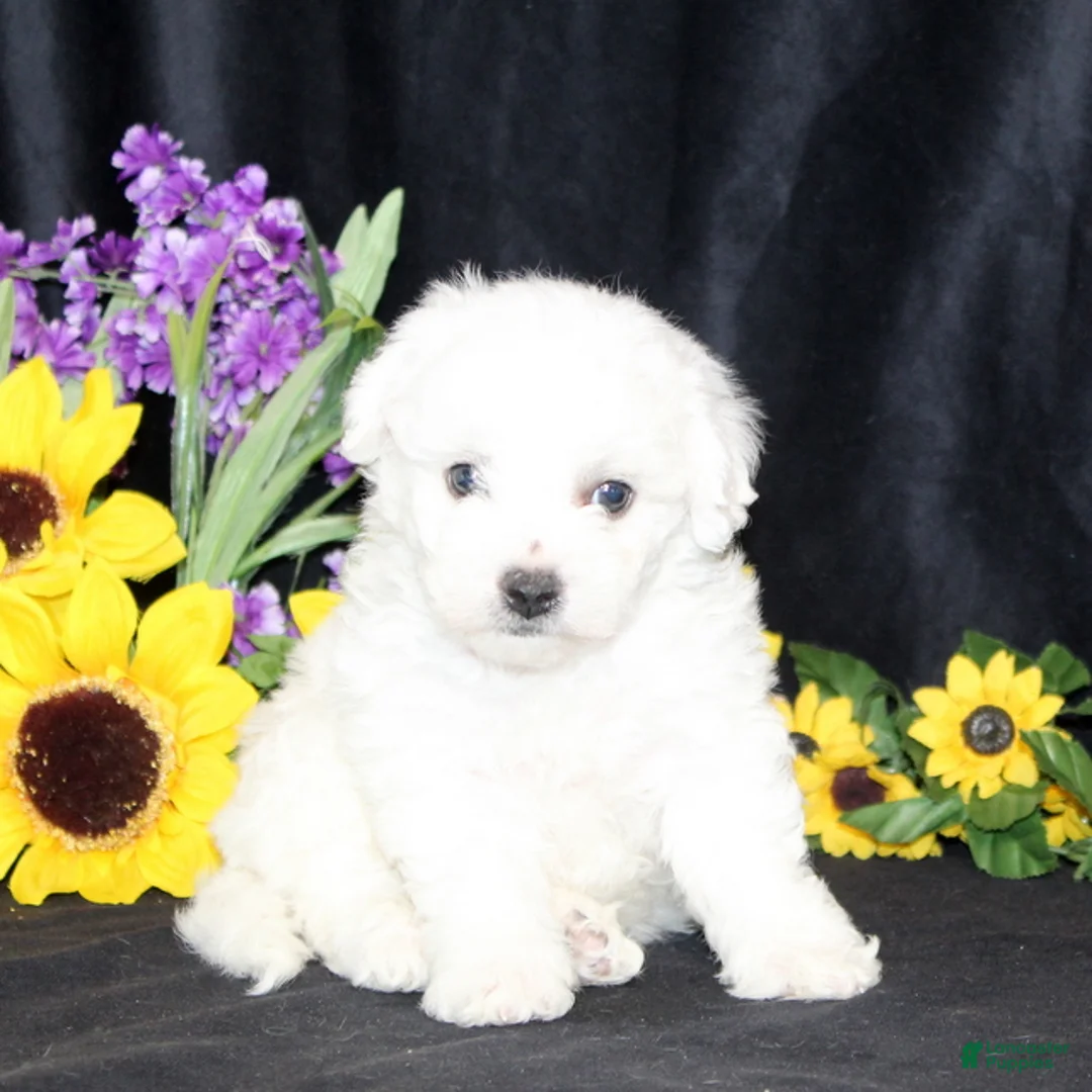 Bichon Frise dogs for sale: Carman - Ad 3