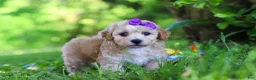 Havapoo dogs for sale: Hailey - Ad 6