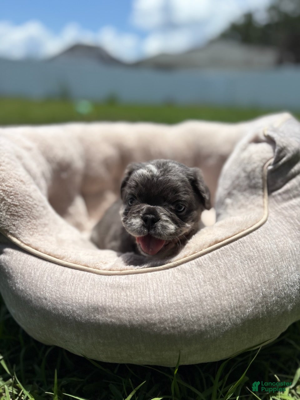 French Bulldog dogs for sale: Reign  - Ad 3