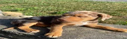Mixed Breed dogs for sale: Arlo - Ad 8
