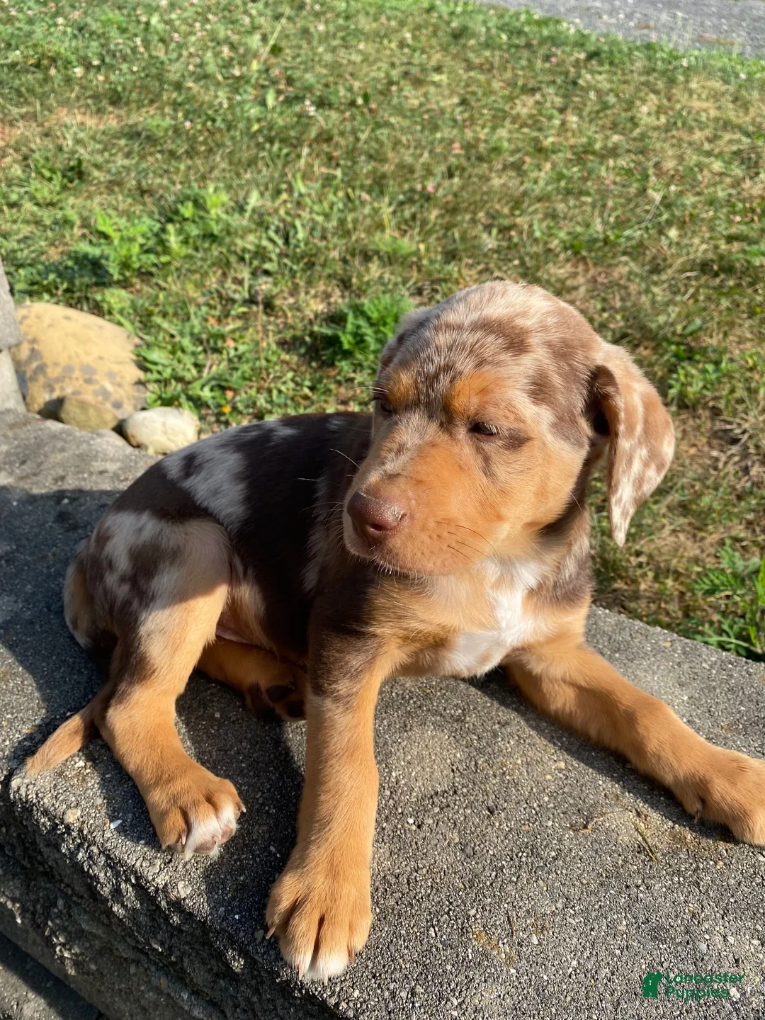 Mixed Breed dogs for sale: Arlo - Ad 8