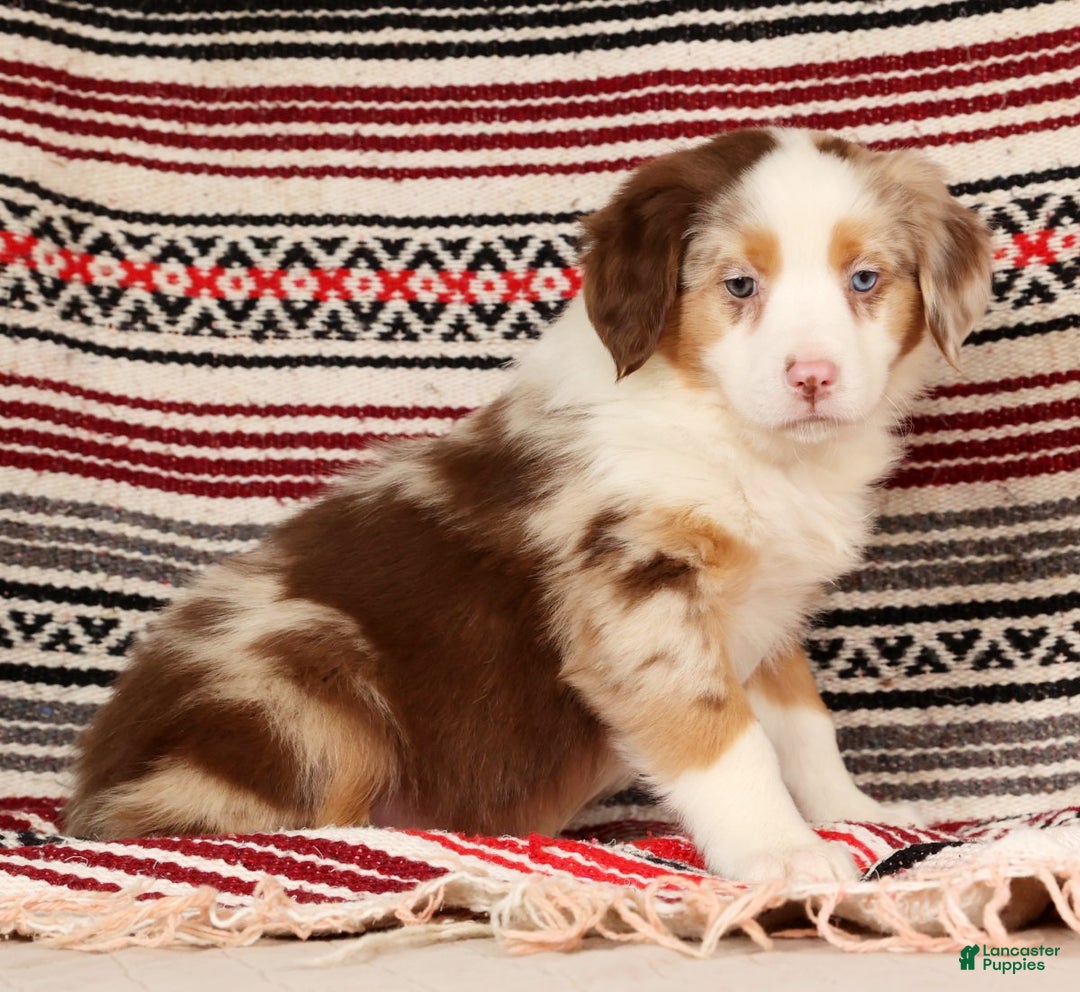 Australian Shepherd dogs for sale: Goldie - Ad 7