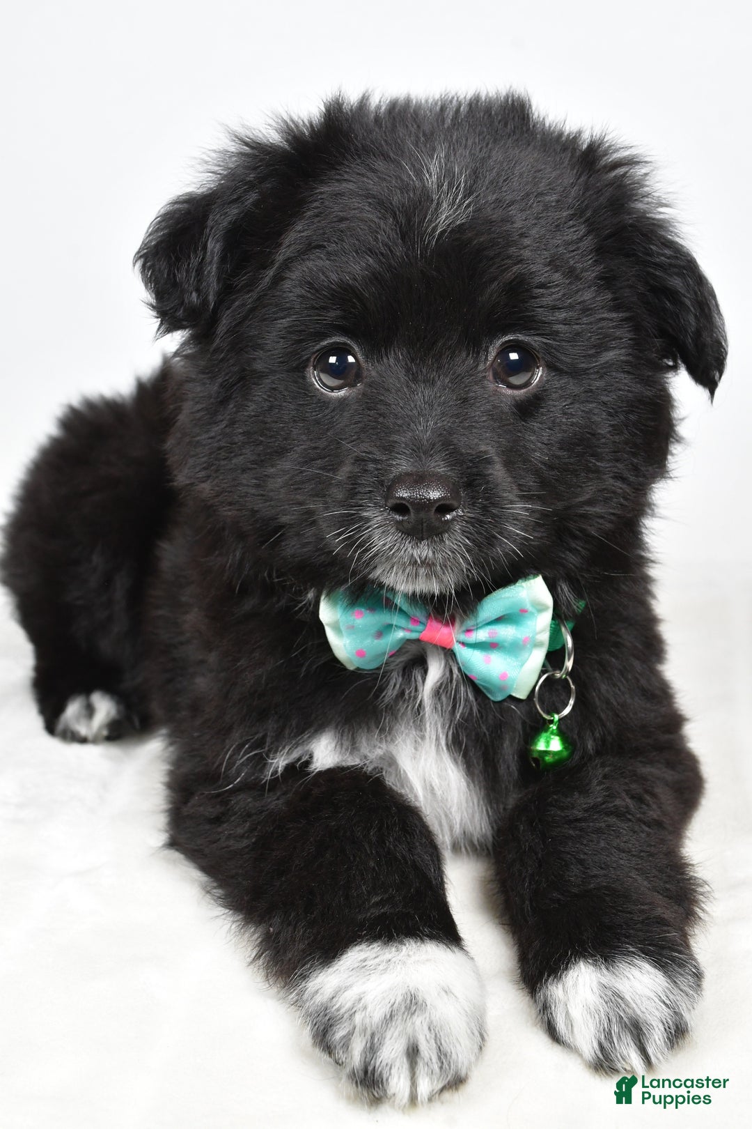 Mini Aussiedoodle dogs for sale: Wyatt  - Ad 6