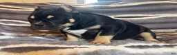 American Bully dogs for sale: Sarah  - Ad 6
