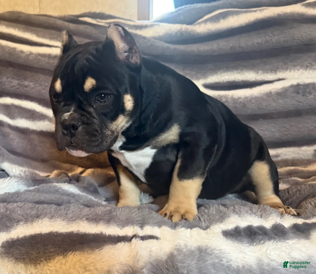 American Bully dogs for sale: Sarah  - Ad 6