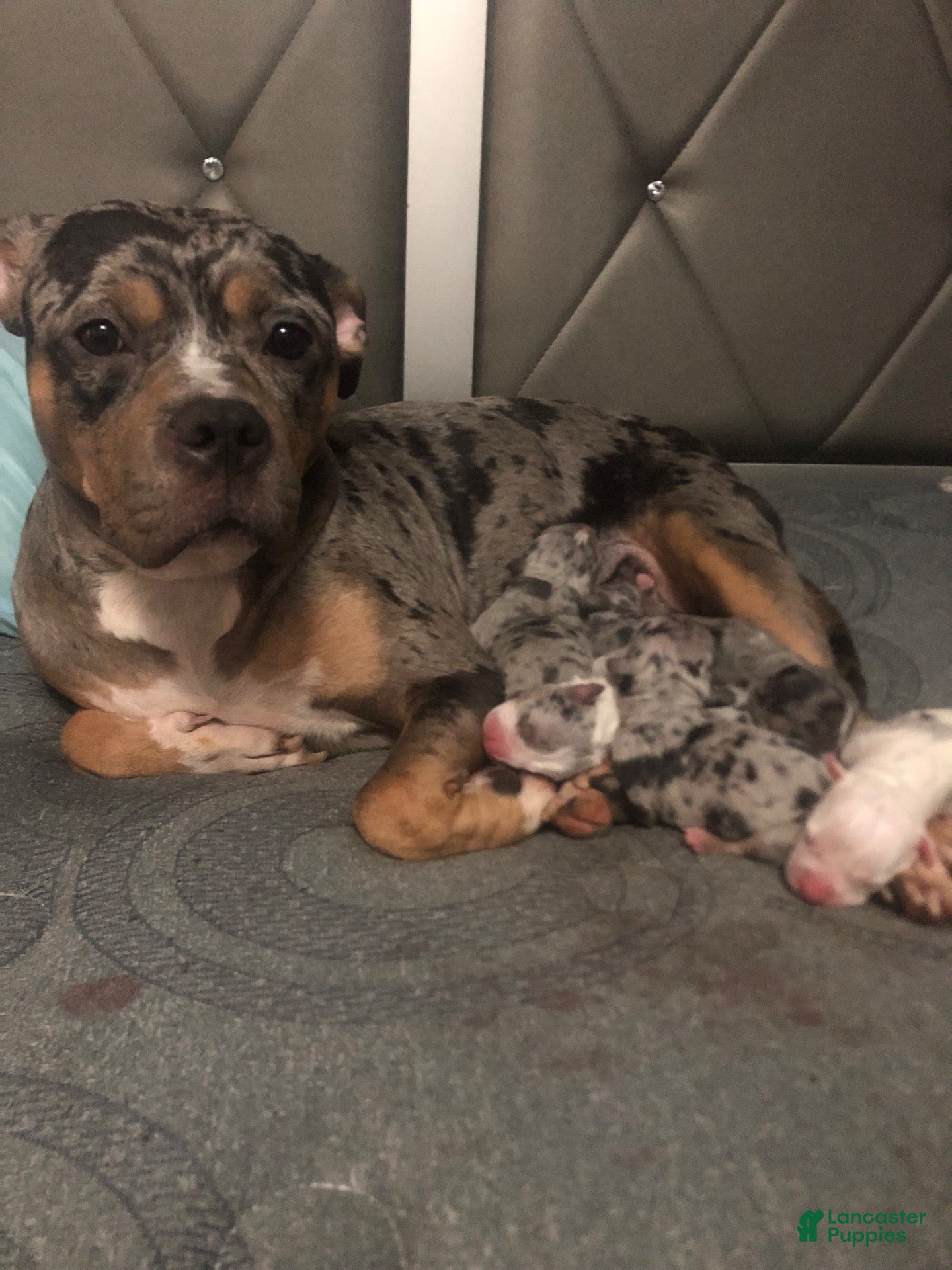 American Bully dogs for sale: American Bully 3 - Ad 2