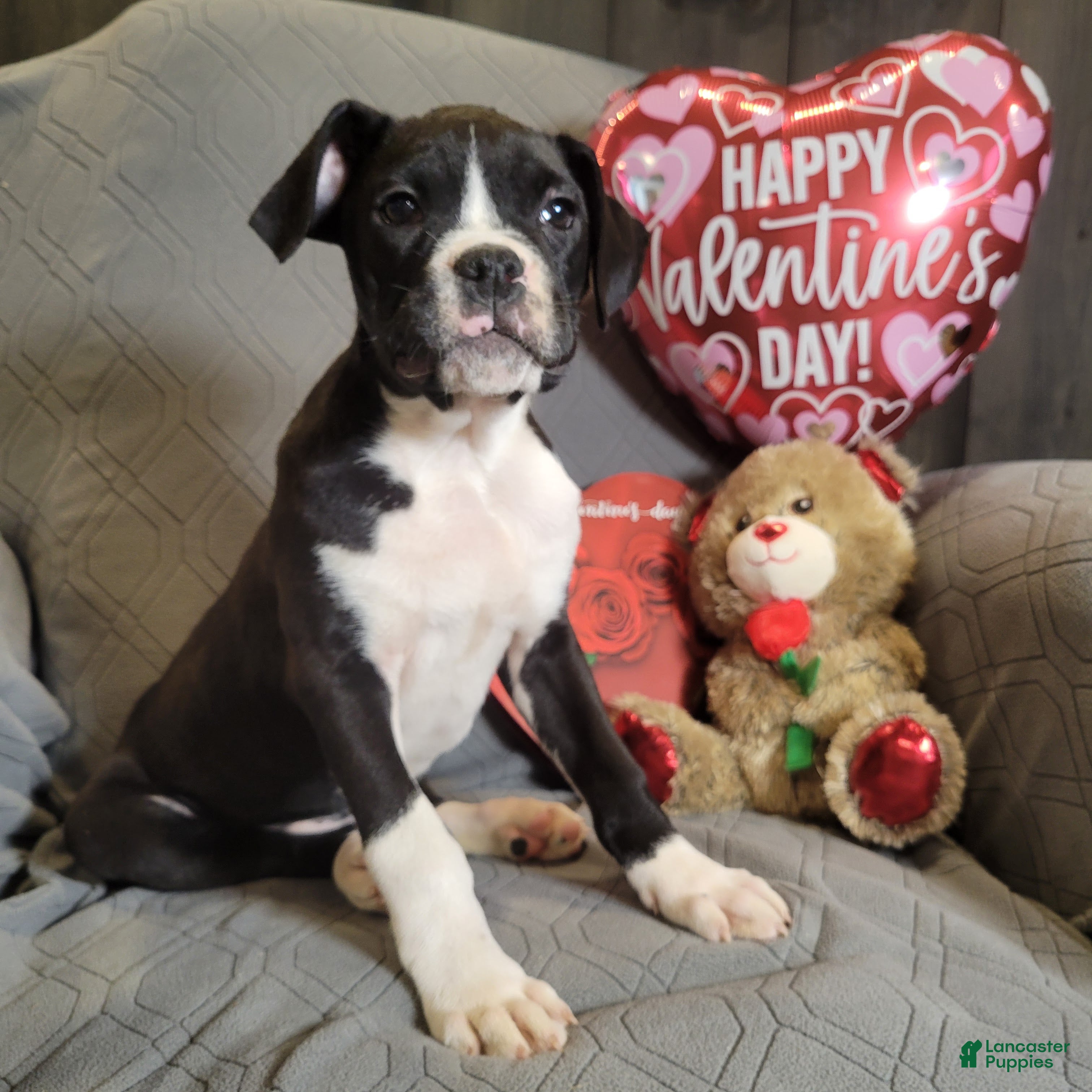 Boxer dogs Prince - Ad 1