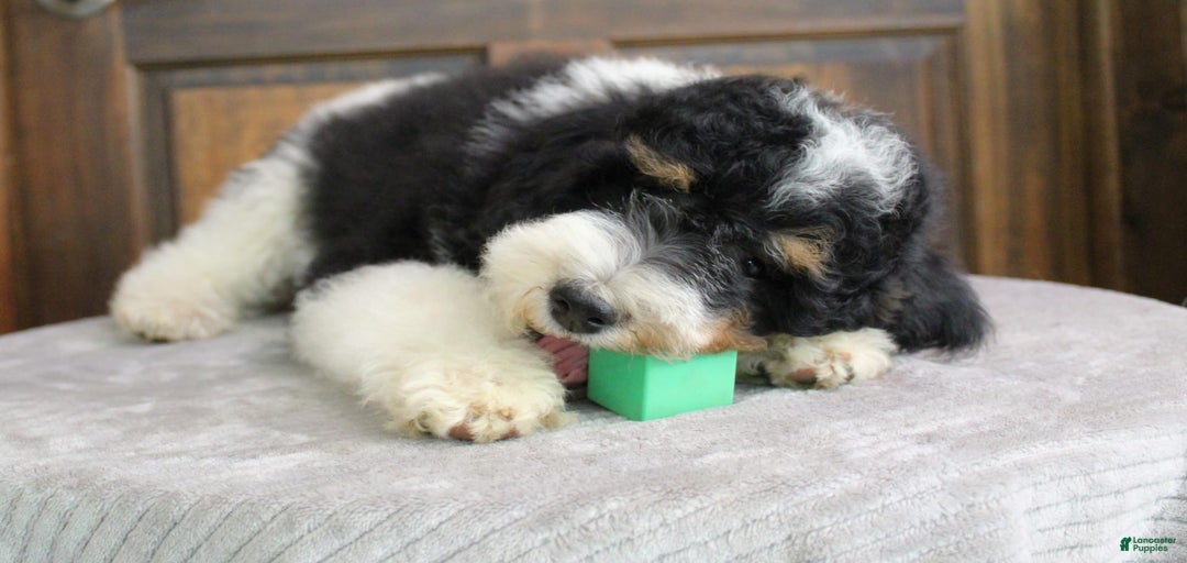 Gallery Image {{count}}