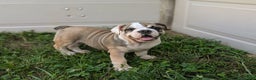 Olde English Bulldogge dogs for sale: Ginger - Ad 10