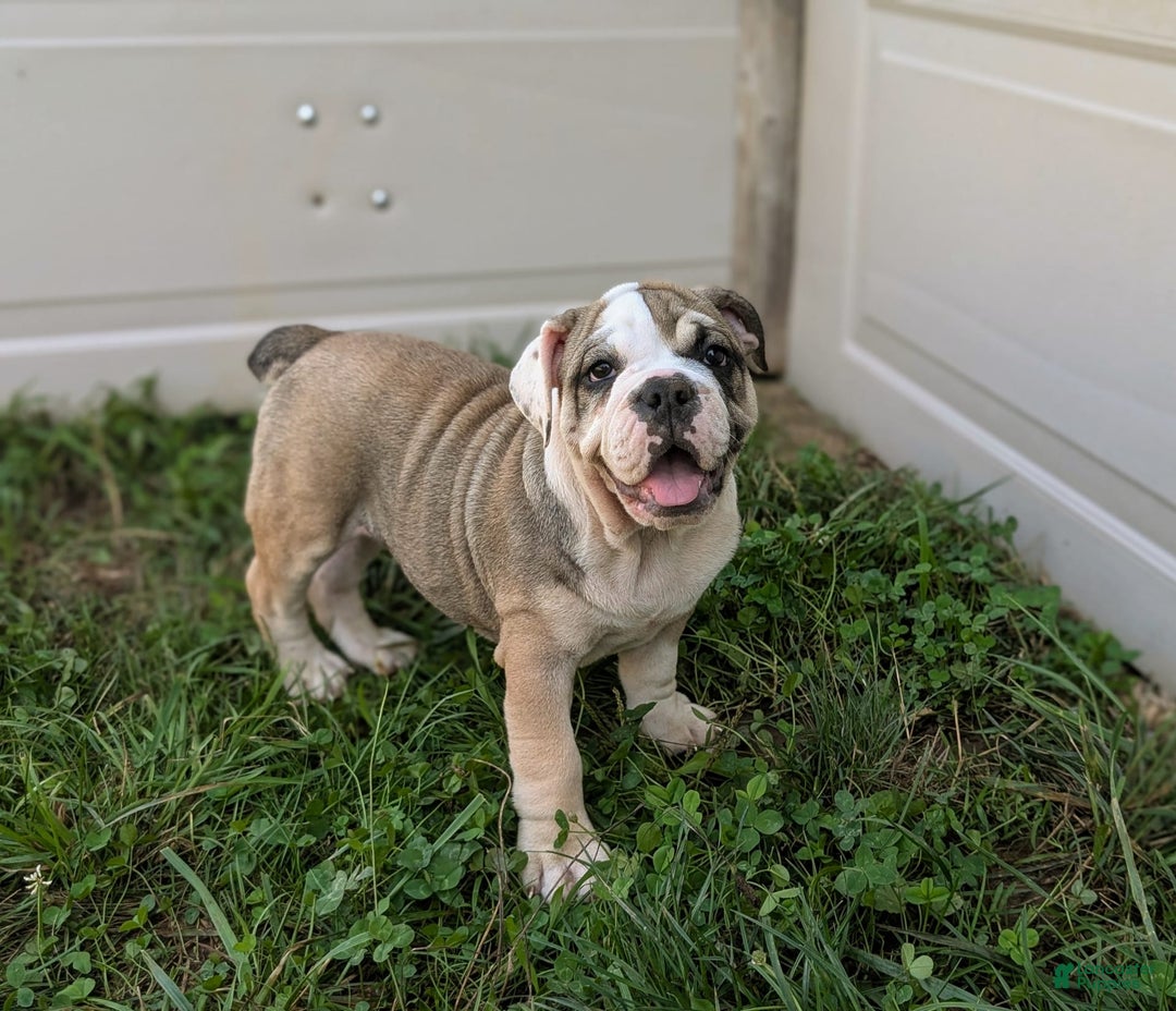 Olde English Bulldogge dogs for sale: Ginger - Ad 10
