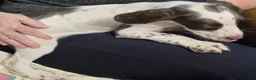 English Springer Spaniel dogs for sale: Colt - Ad 2