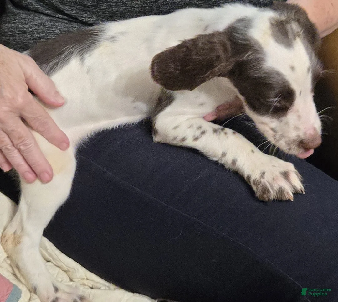 English Springer Spaniel dogs for sale: Colt - Ad 2