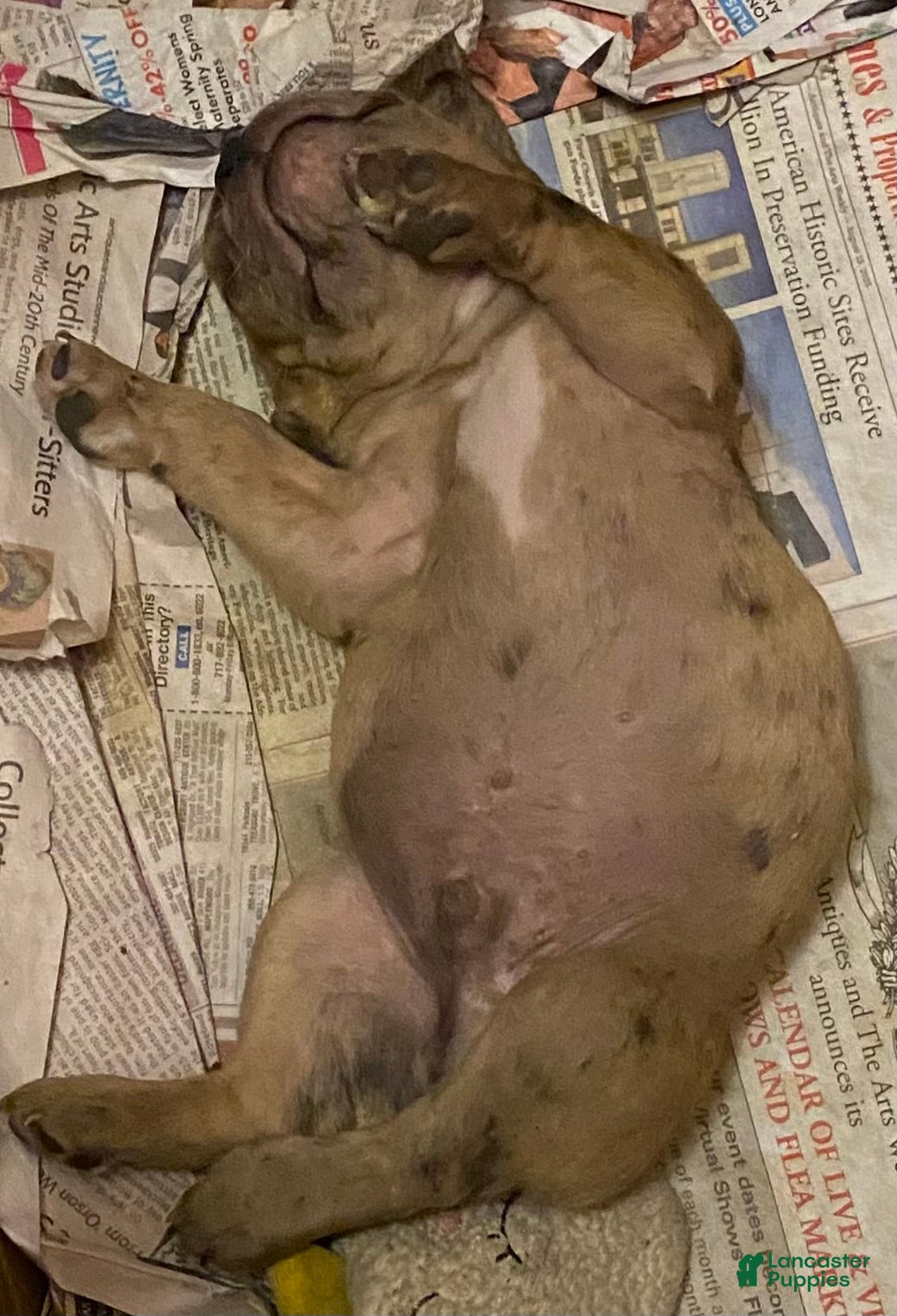 Mixed Breed dogs Mixed Breed 1 - Ad 37