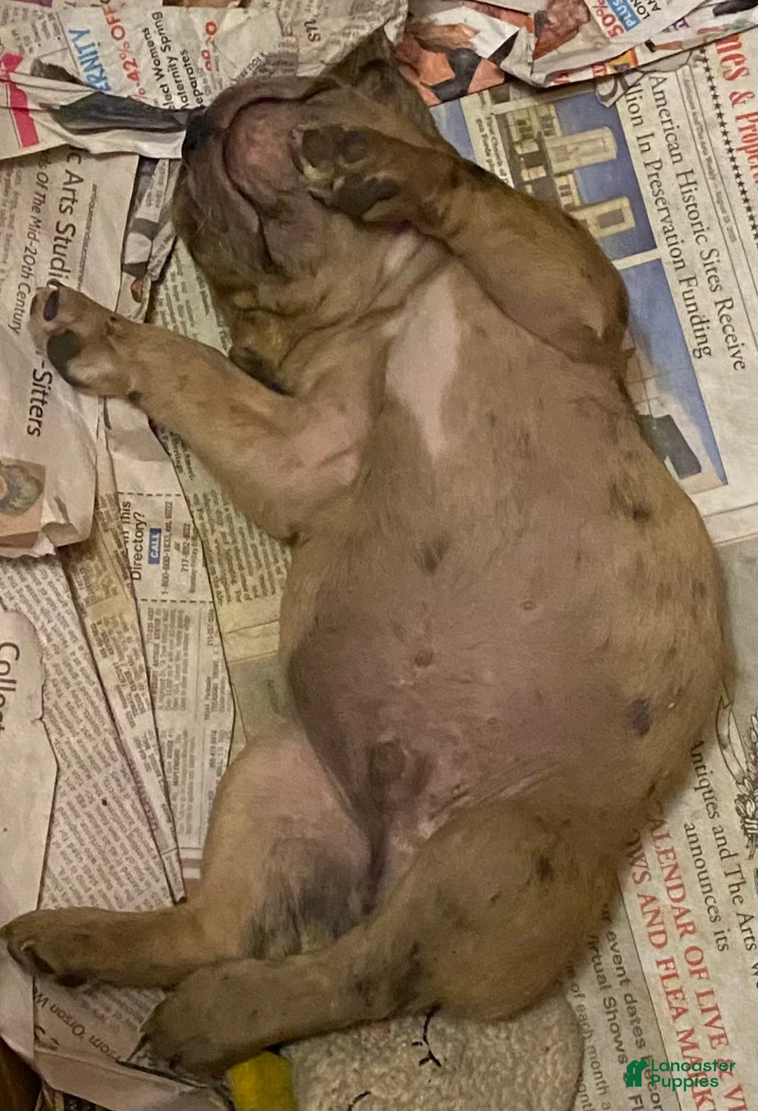 Mixed Breed dogs for sale: Mixed Breed 1 - Ad 1