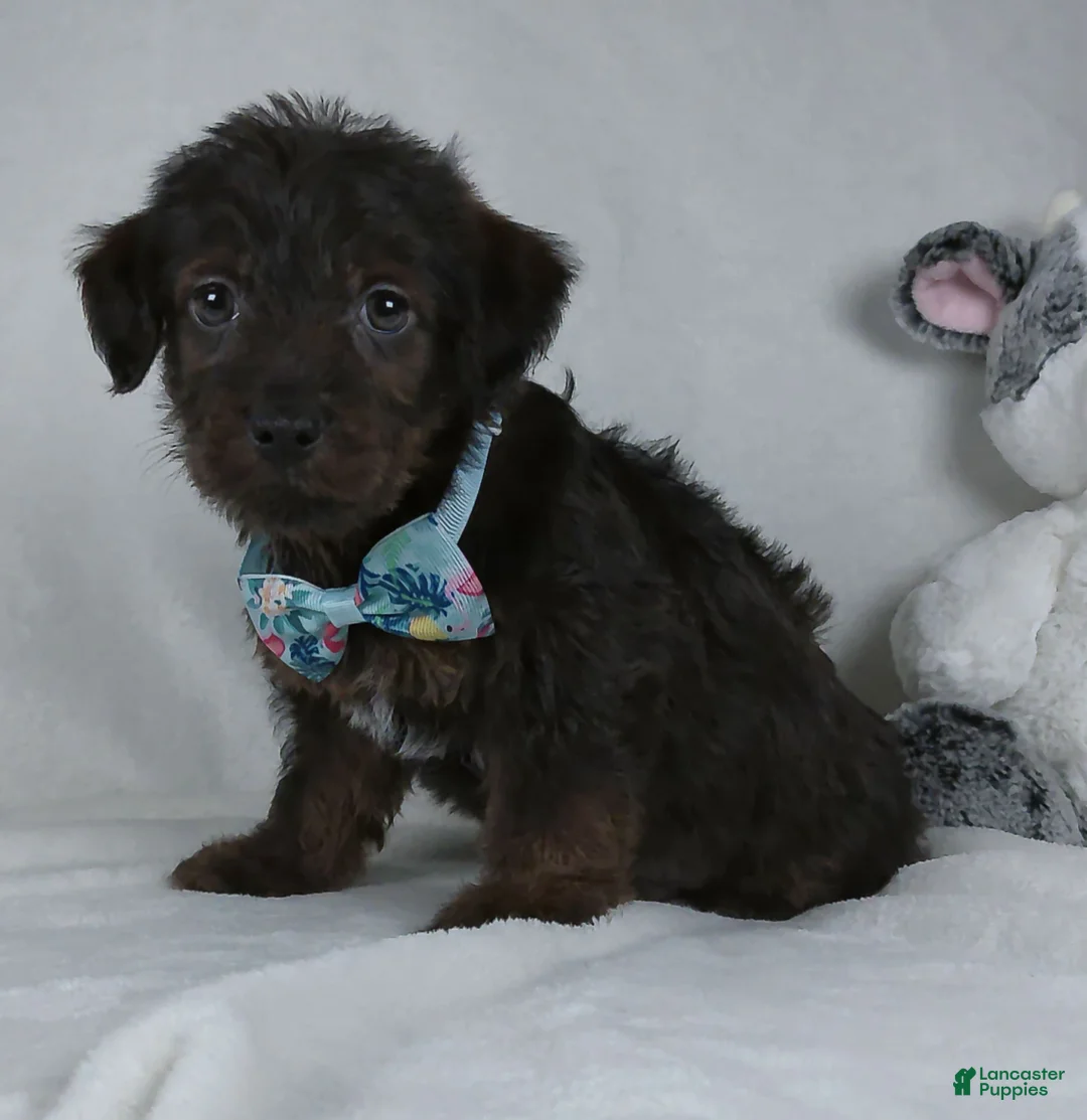 Yorkiepoo dogs for sale: Silas - Ad 4
