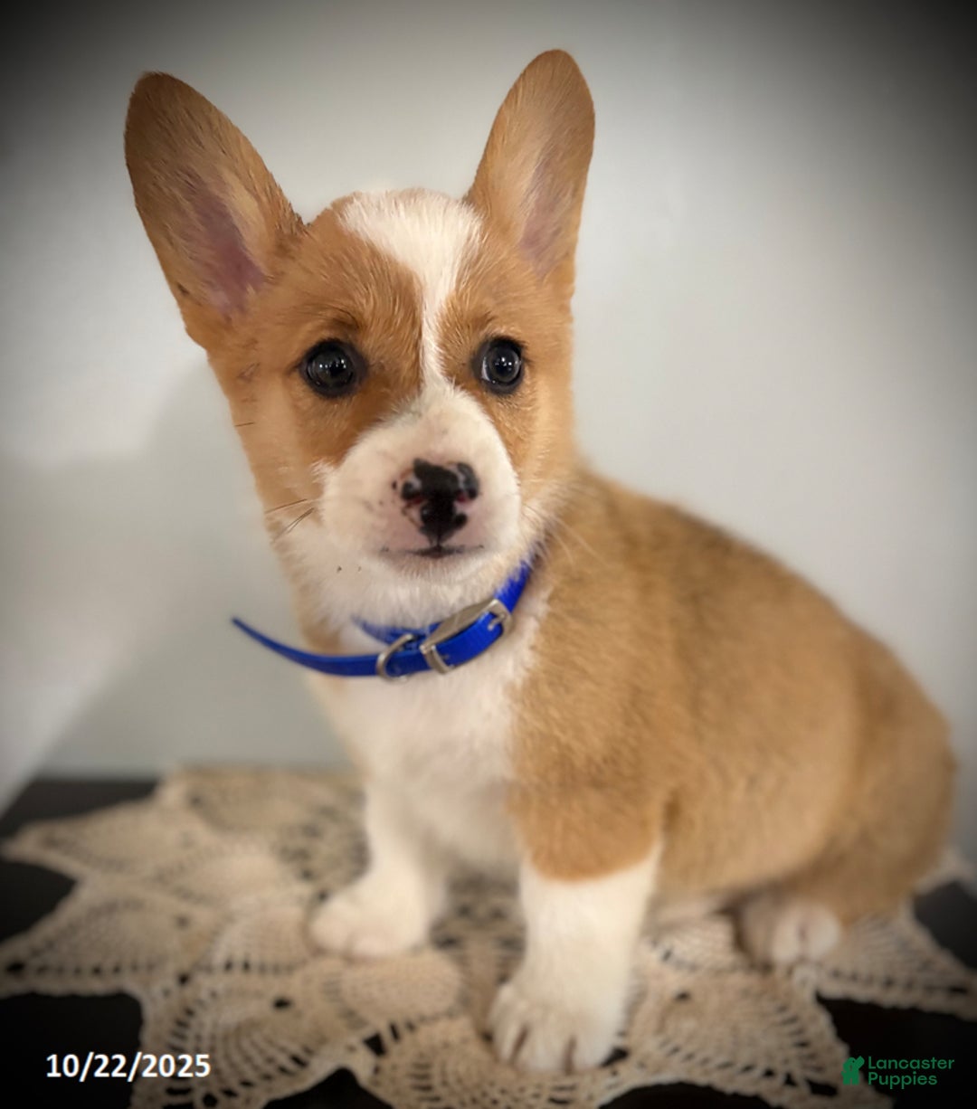 Welsh Corgi Pembroke dogs for sale: Patrick - Ad 3