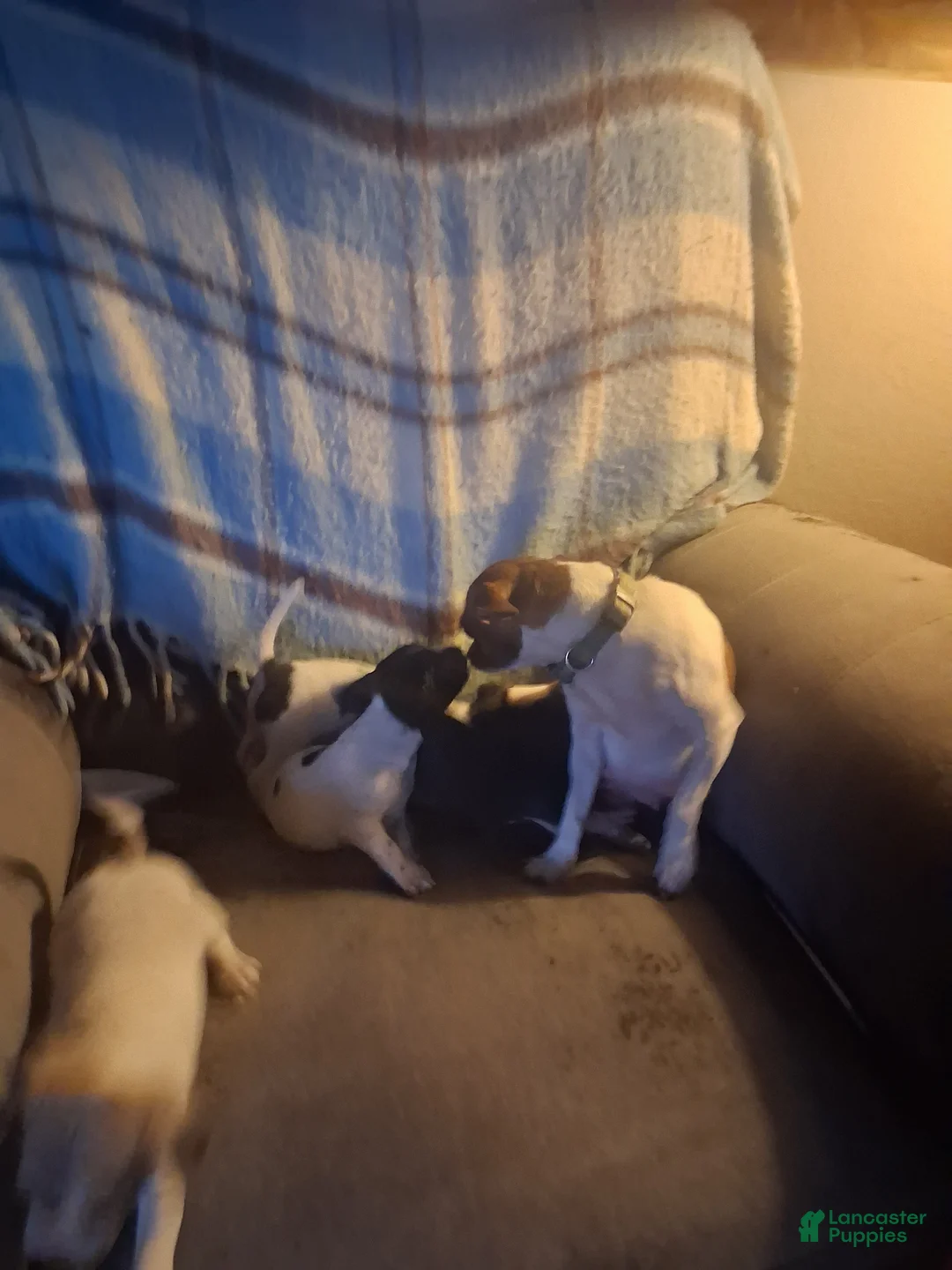 Mixed Breed dogs for sale: Mixed Breed Puppy 3 - Ad 1