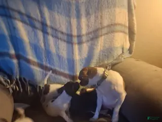 Mixed Breed dogs Mixed Breed Puppy 3 - Ad 29