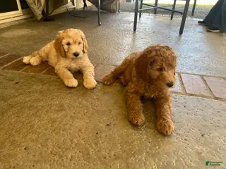 Double Doodle dogs Double Doodle 4 - Ad 23