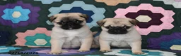 Pug dogs for sale: Holly - Ad 2