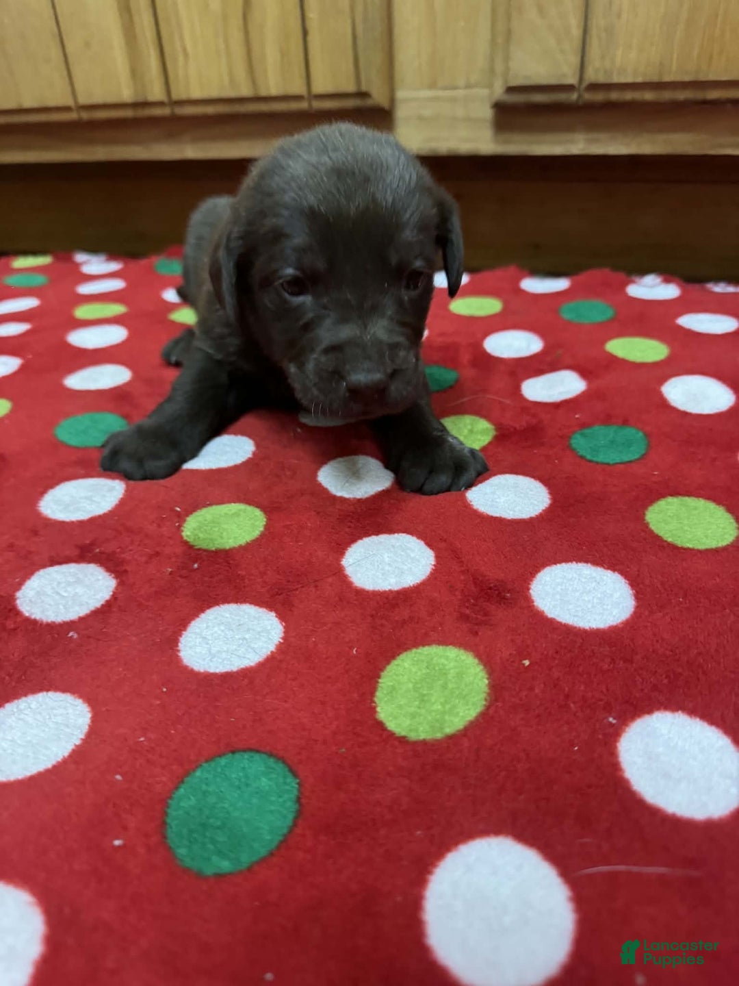Labrador Retriever dogs for sale: Poppy - Ad 4