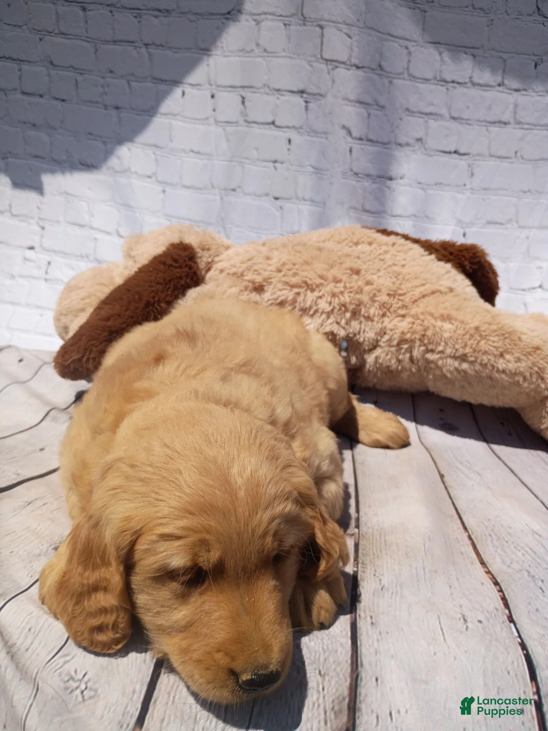 Golden Retriever dogs for sale: Tito - Ad 2
