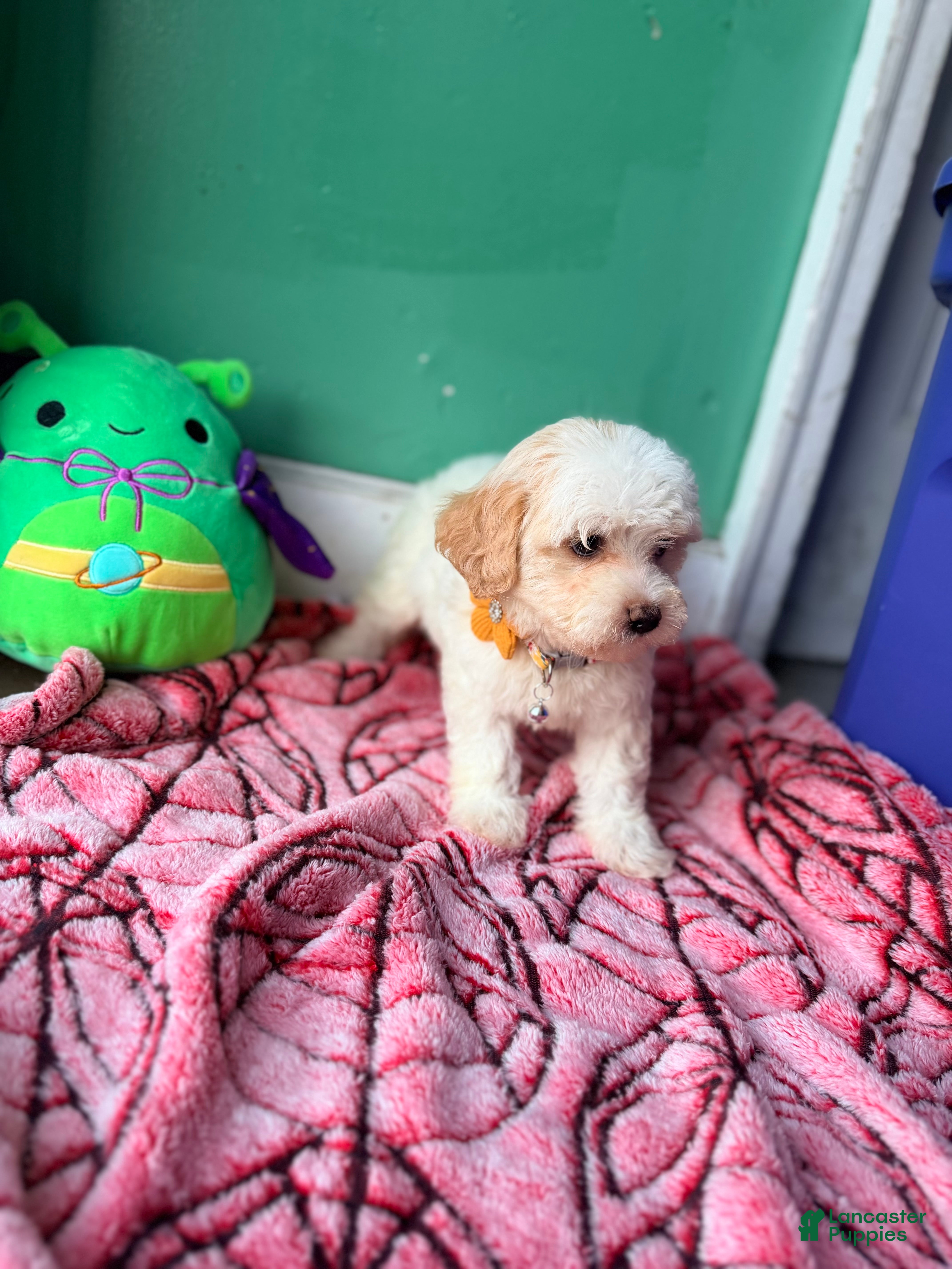 Havapoo dogs Lily - Ad 2