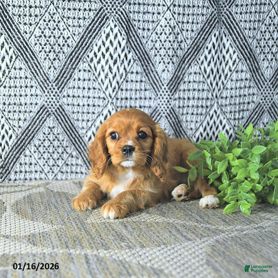 Cavalier King Charles Spaniel dogs Ava  - Ad 7