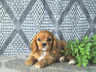 Cavalier King Charles Spaniel dogs Ava - Ad 37