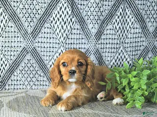 Cavalier King Charles Spaniel dogs Ava - Ad 40