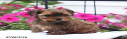 Shorkie dogs for sale: Mason - Ad 5