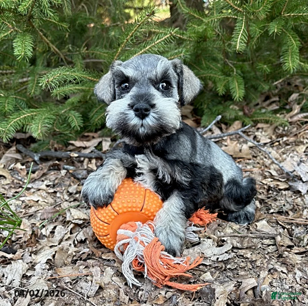 Miniature Schnauzer dogs for sale: Lacey - Ad 2