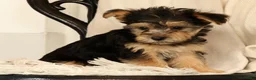 Yochon dogs for sale: Katie - Ad 8