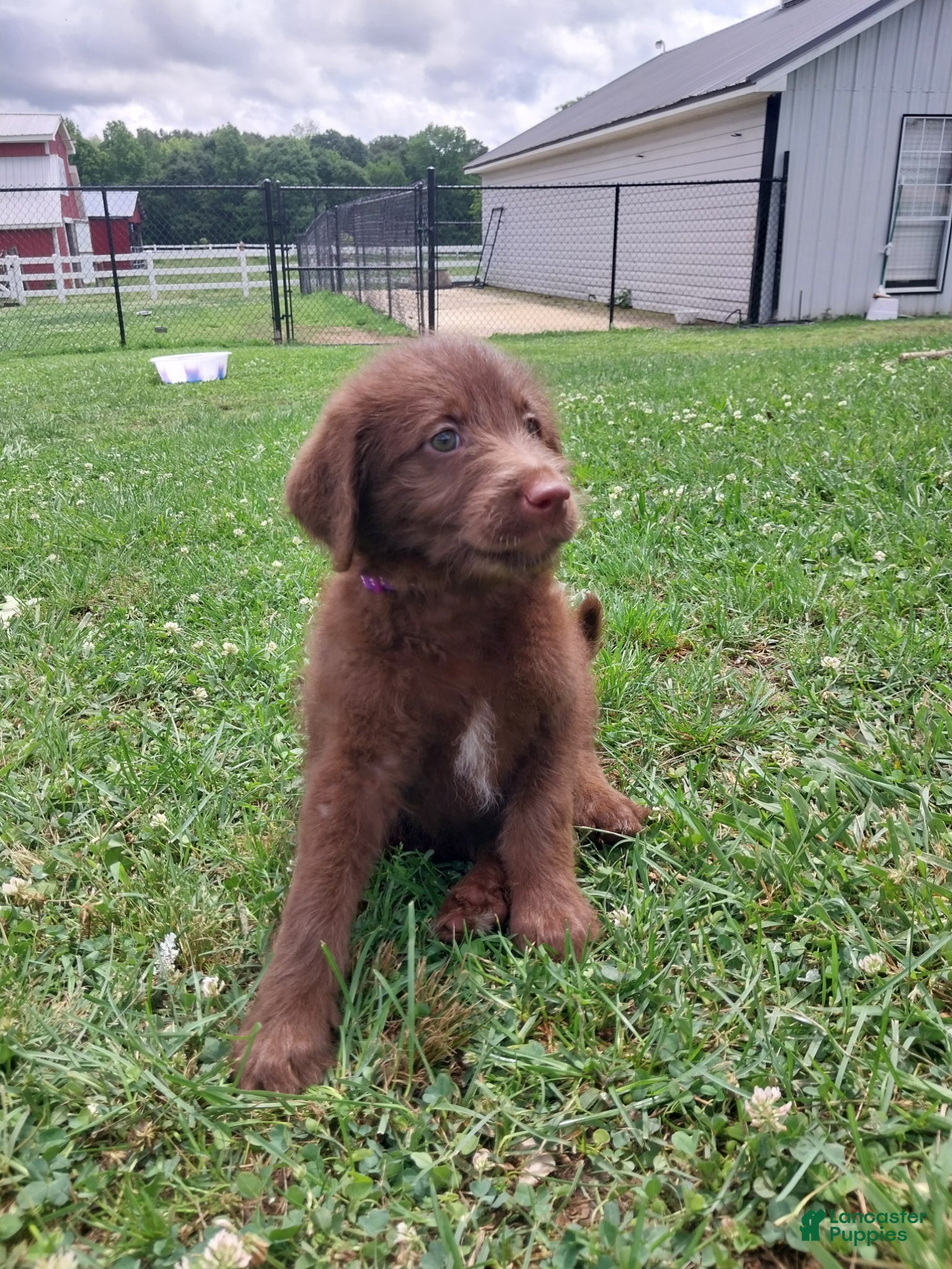 Labradoodle dogs for sale: Lilly - Ad 2