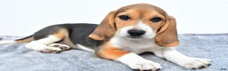 Beagle dogs for sale: Marty - Ad 8