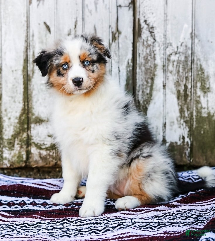 Australian Shepherd dogs Patsy - Ad 1