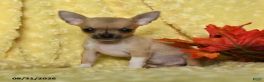 Pippin Teacup