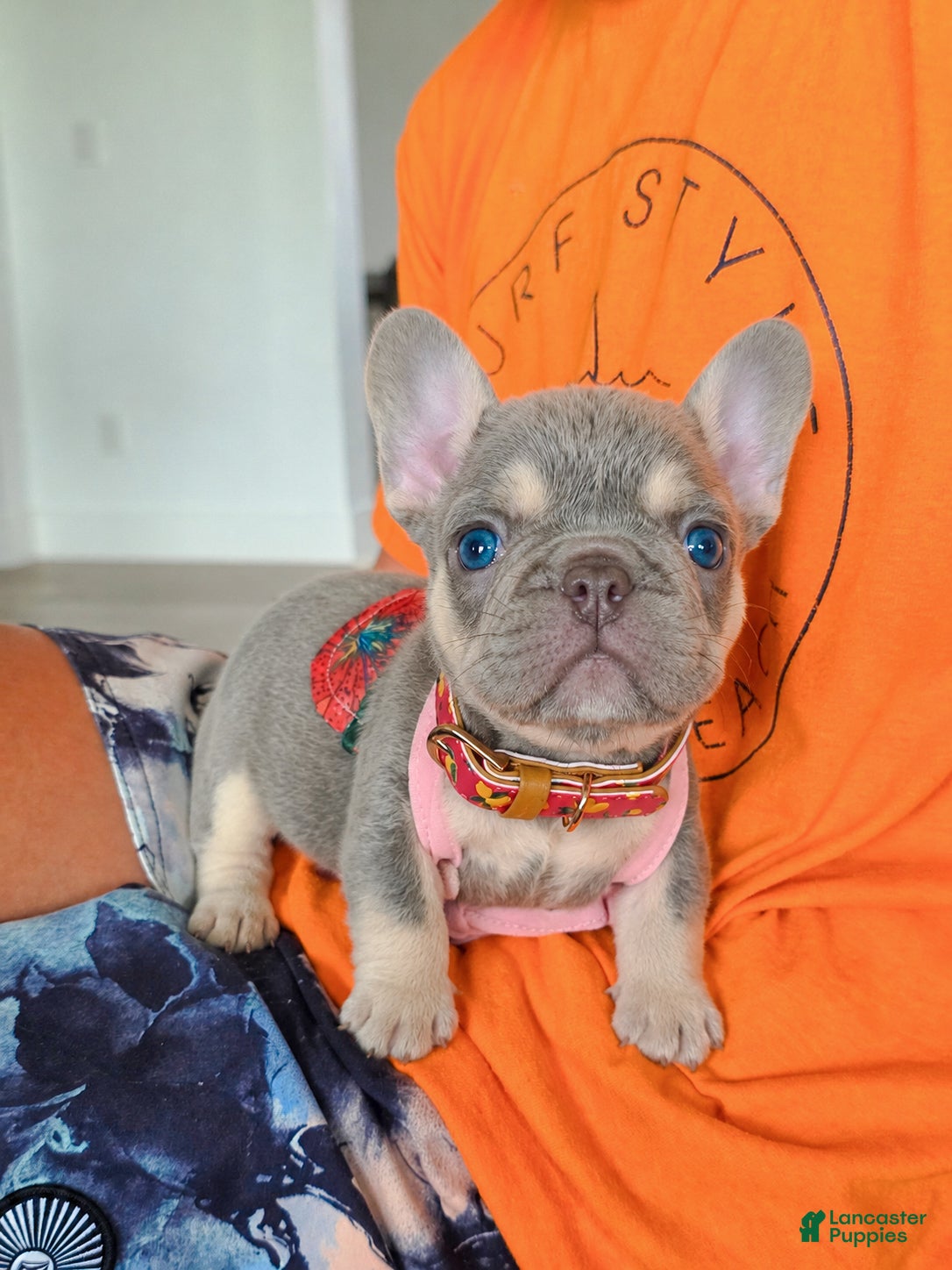 French Bulldog dogs Mimi - Ad 29