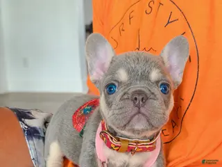 French Bulldog dogs Mimi - Ad 29