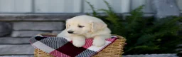 Golden Retriever dogs for sale: Beauty - Ad 4