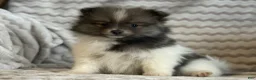 Pomeranian dogs for sale: Rayna - Ad 3